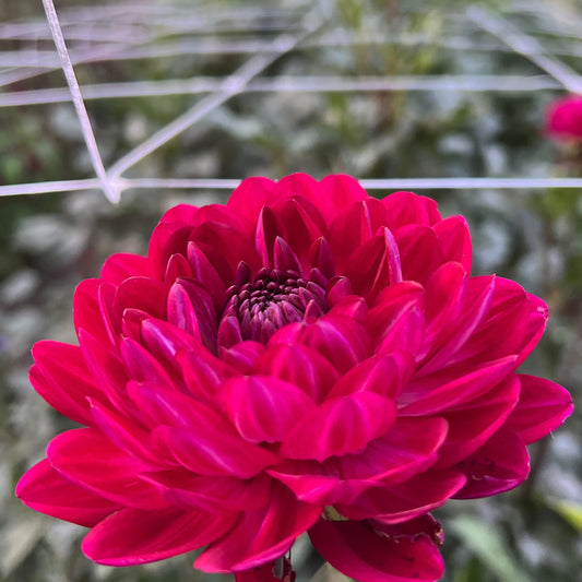 Sandia Bertha