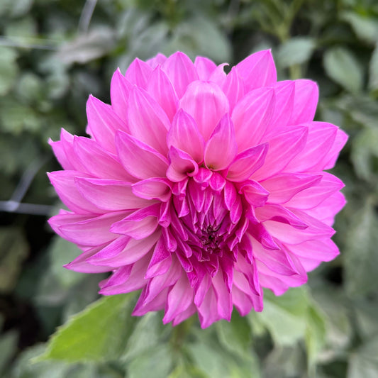 Bloomquist Bring Forth