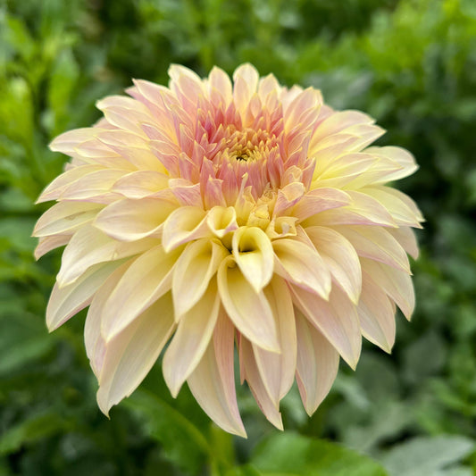 KA's Champagne - Rooted Cutting