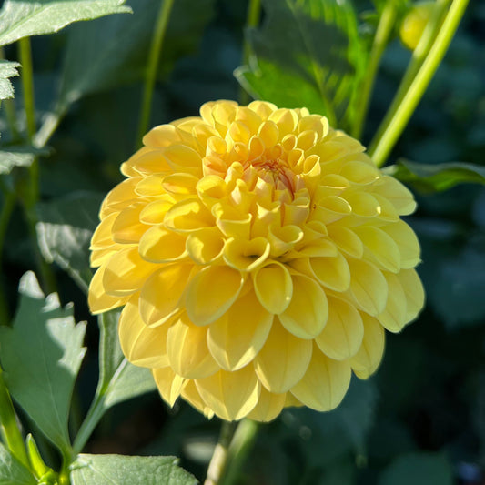 Ferncliff Sunstruck