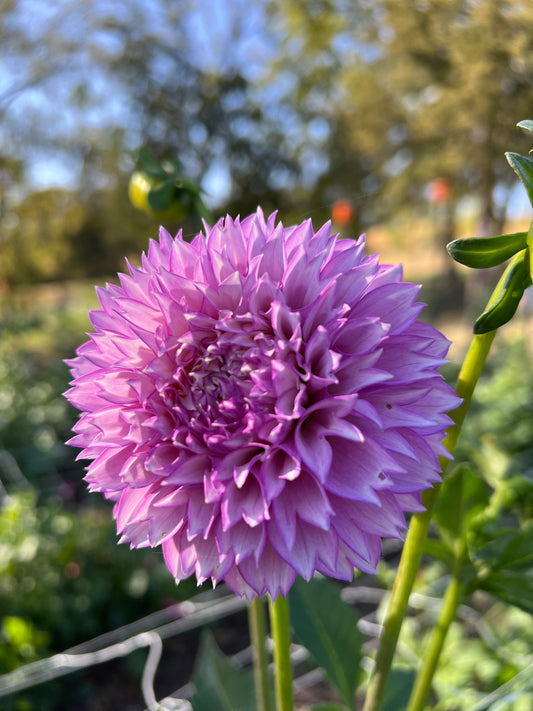 WB's Lavender Ice