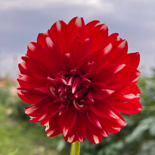 Ms Julie - Rooted Cutting