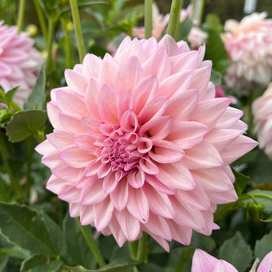 KA's Mocha Jake - Dahlia Seeds