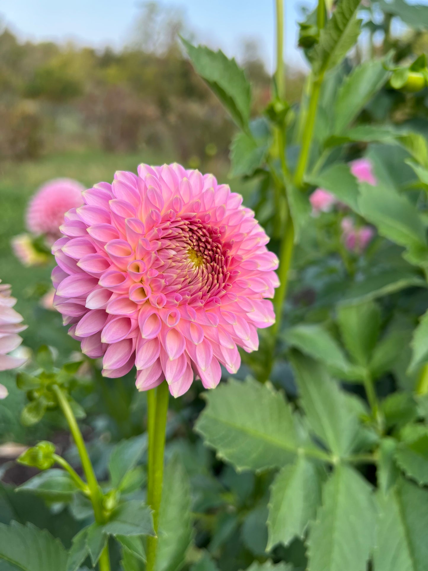 Bloomquist Pink Parfait