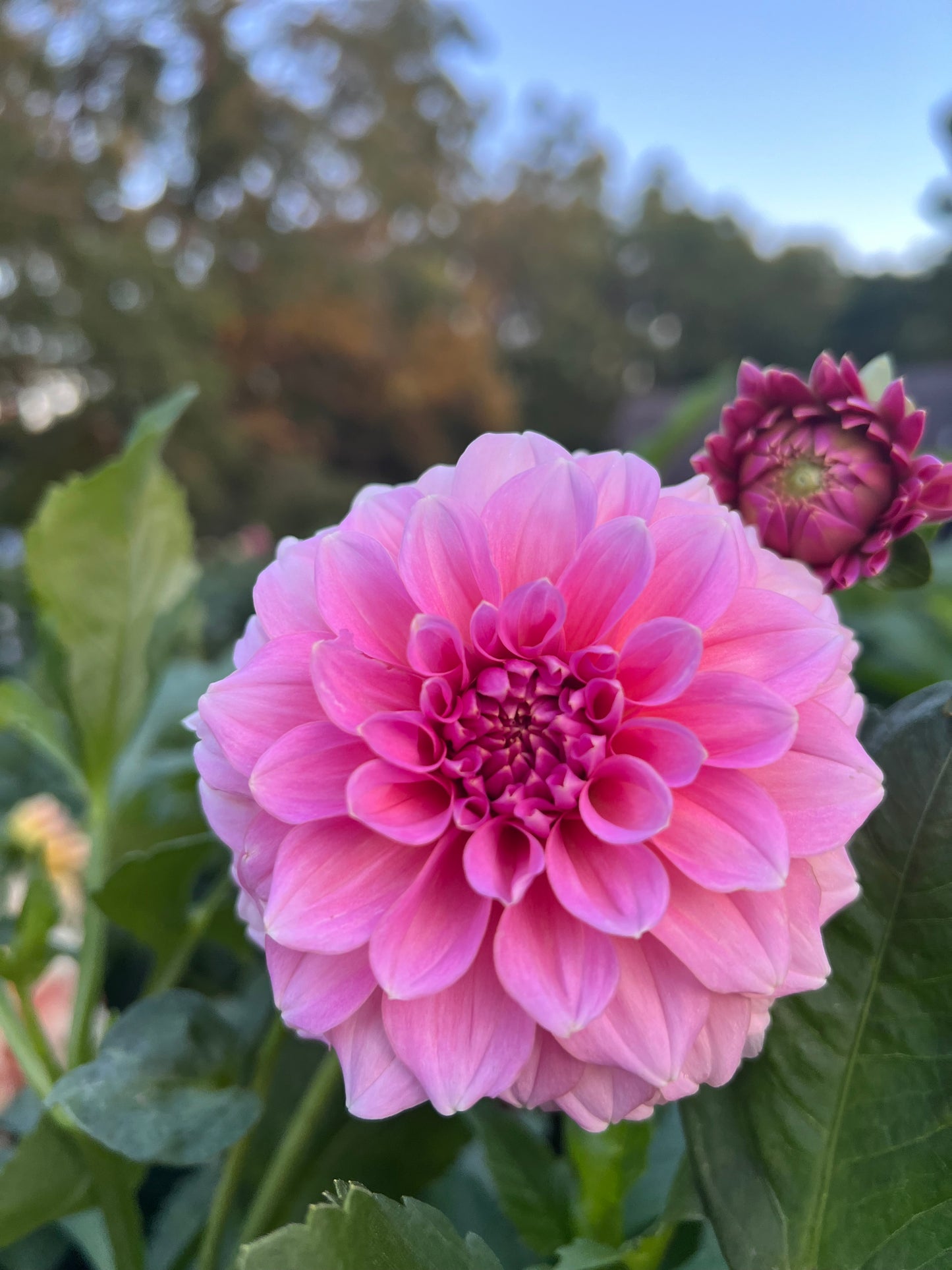 Lee's Mauva Guava
