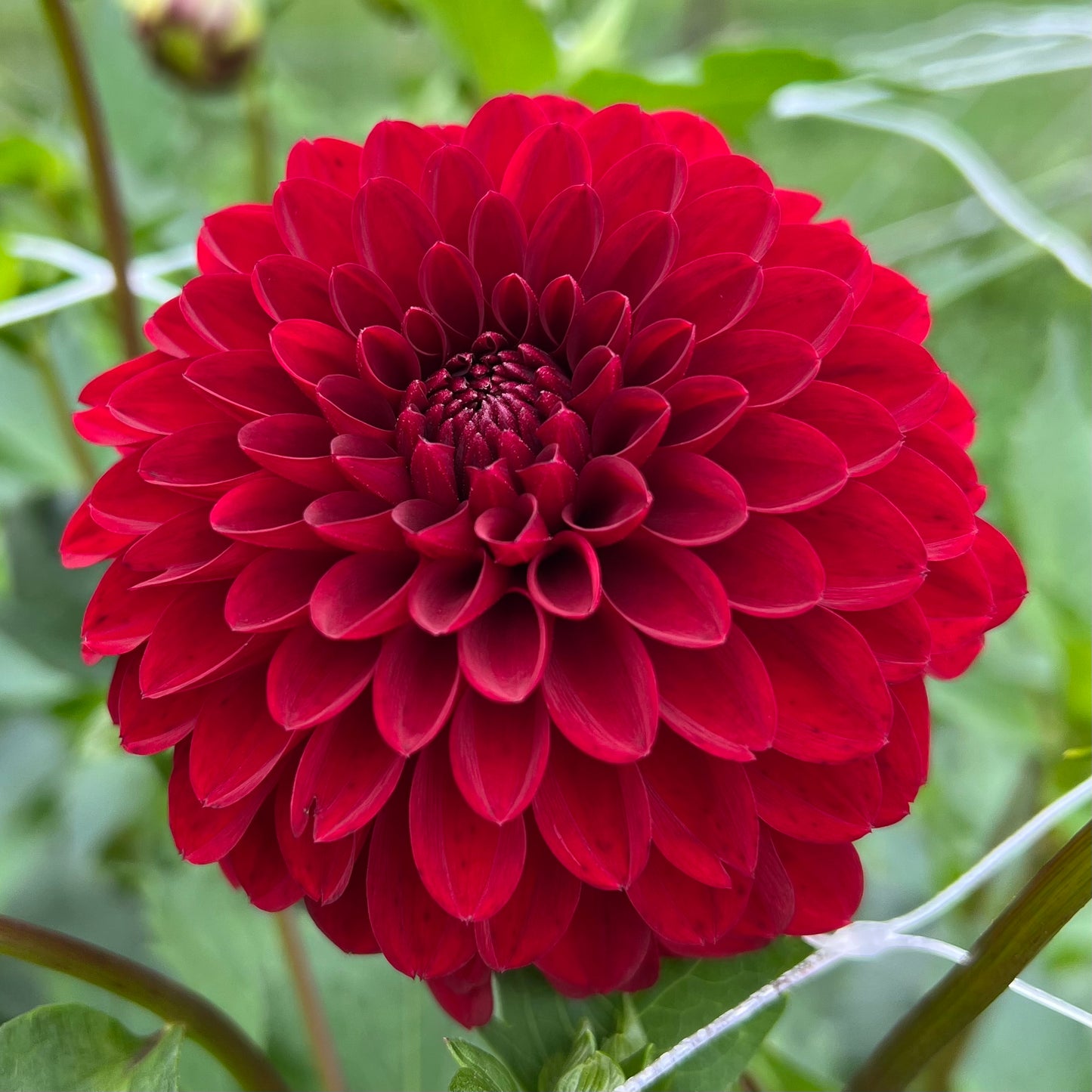 KA's Cardinal - Dahlia Seeds
