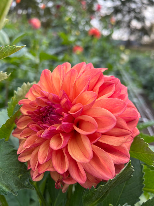 Robann Butterscotch