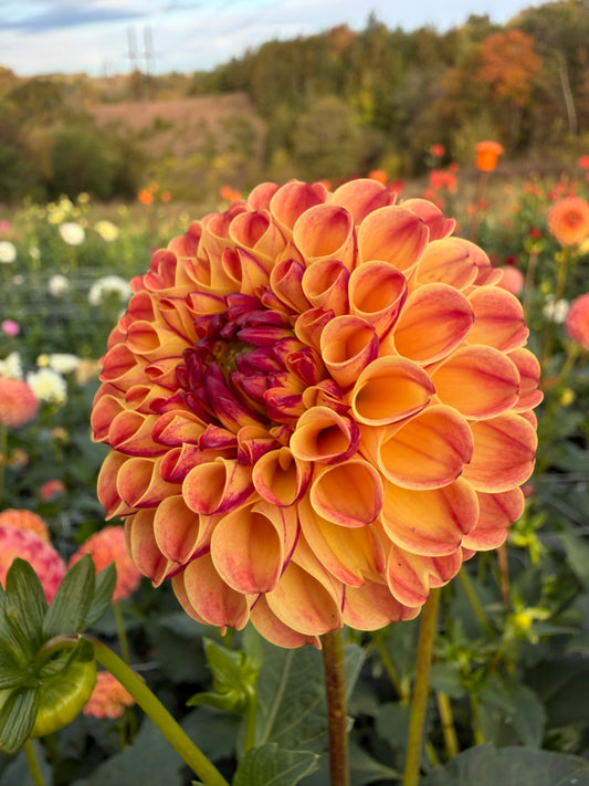 Rosemary Dawn - 10 Pack