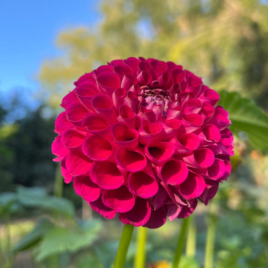 CB Very Berry - Rooted Cutting