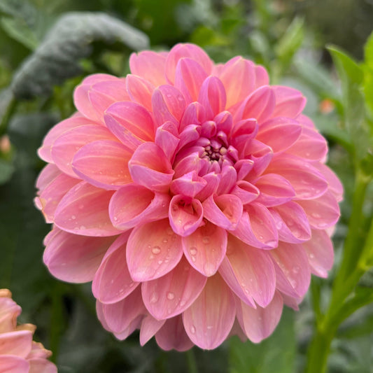 Hapet Vintage - Rooted Cutting