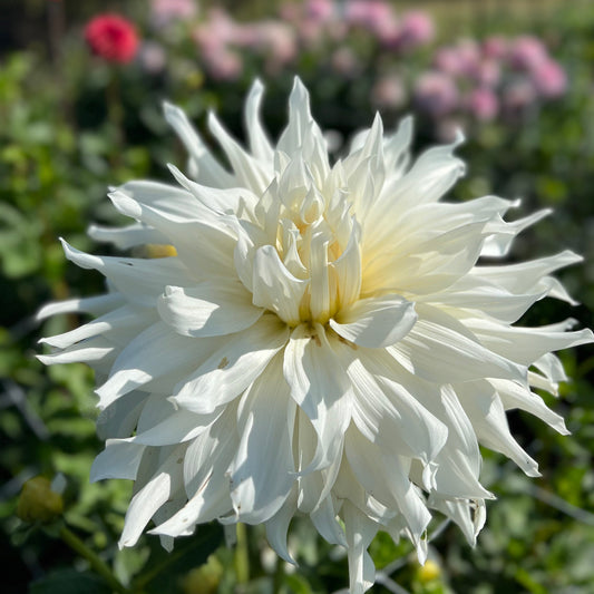 KA's Khaleesi - Rooted Cutting