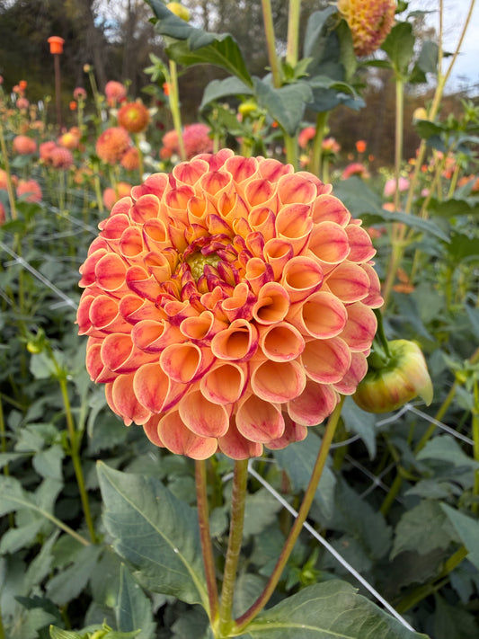 Rosemary Dawn