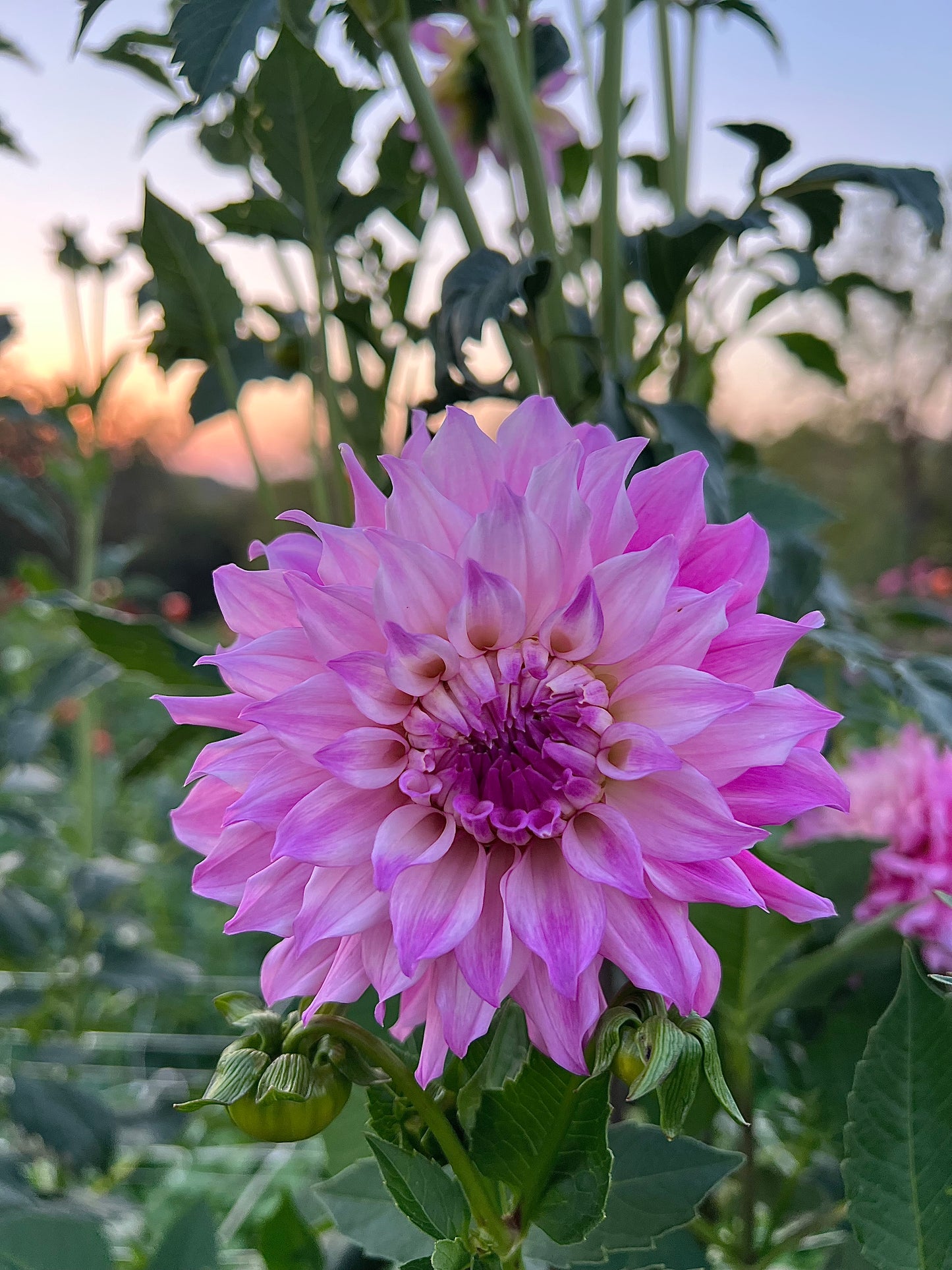 Ferncliff Passion