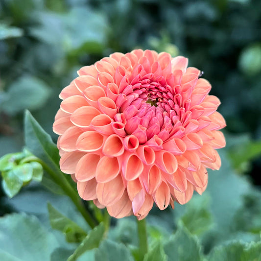 Levi's Fiery Plum - Rooted Cutting