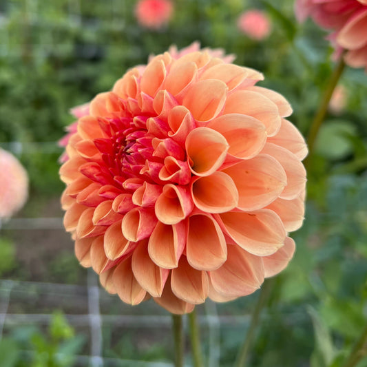 Lee's Beech Glow - Rooted Cutting