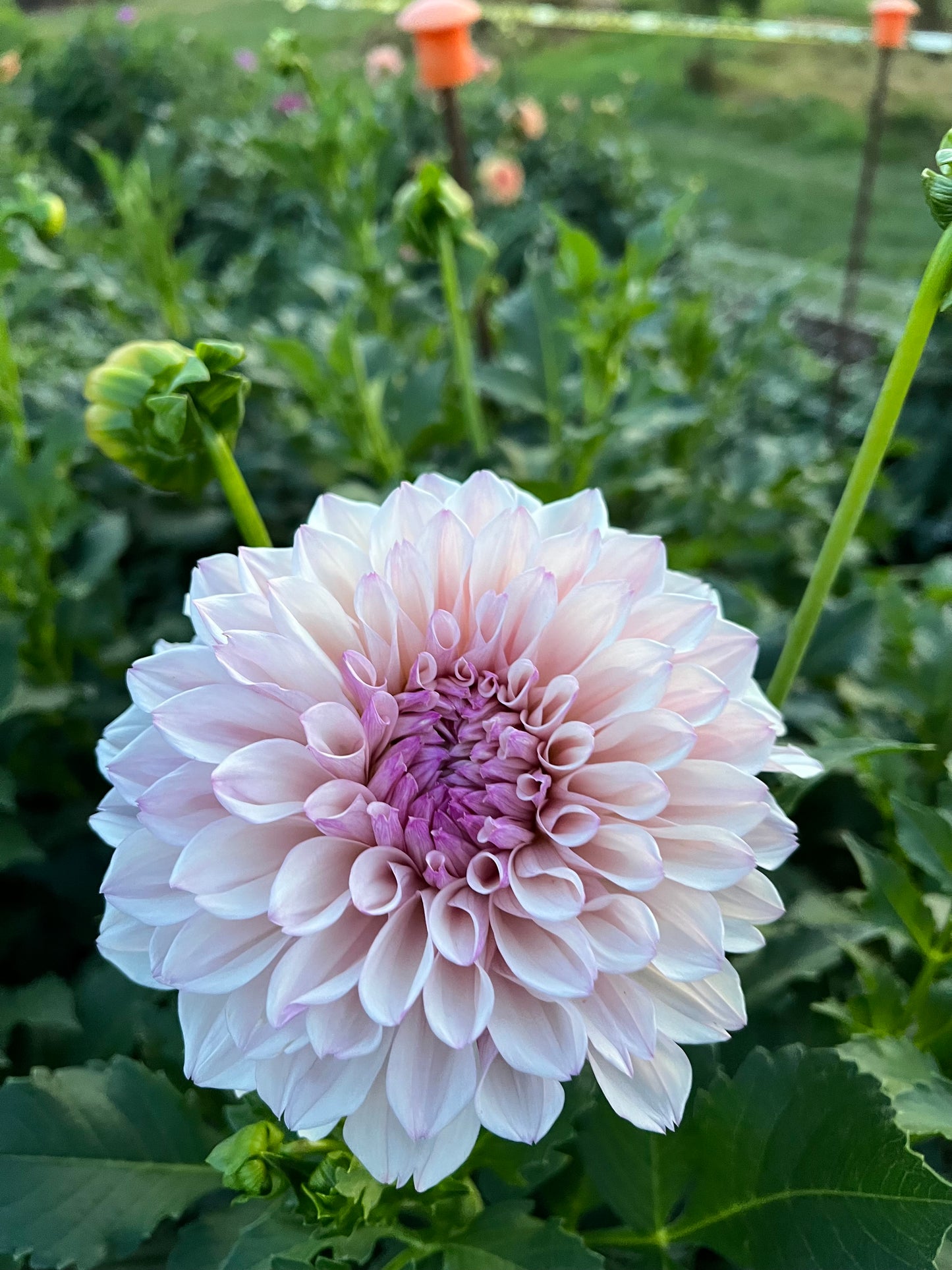 KA's Pearl