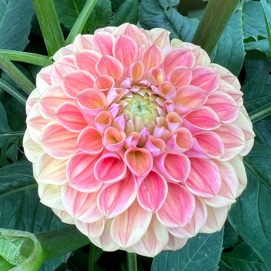 Coseytown Baby Cakes