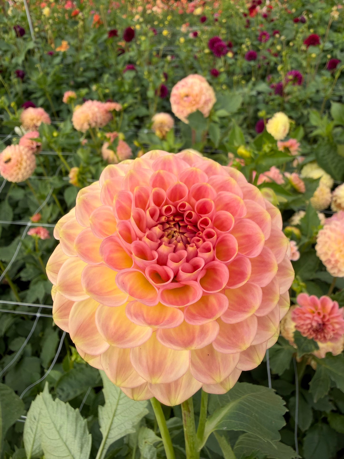 20th Ave Softer Peach