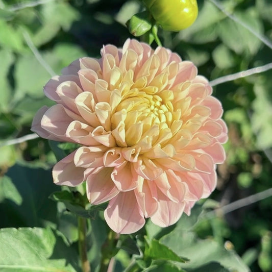 Levi's Revenant - Rooted Cutting