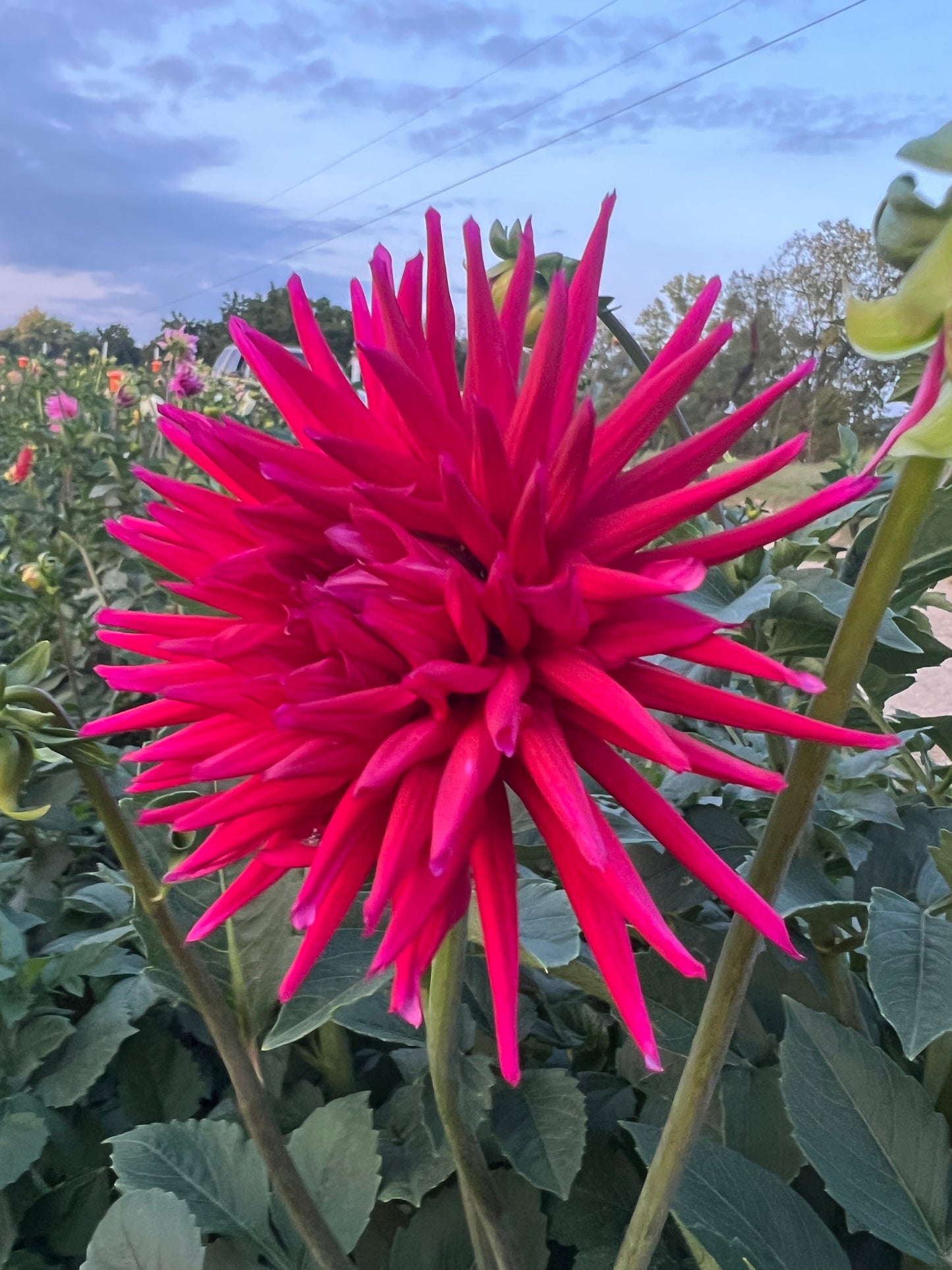Sandia Barbie