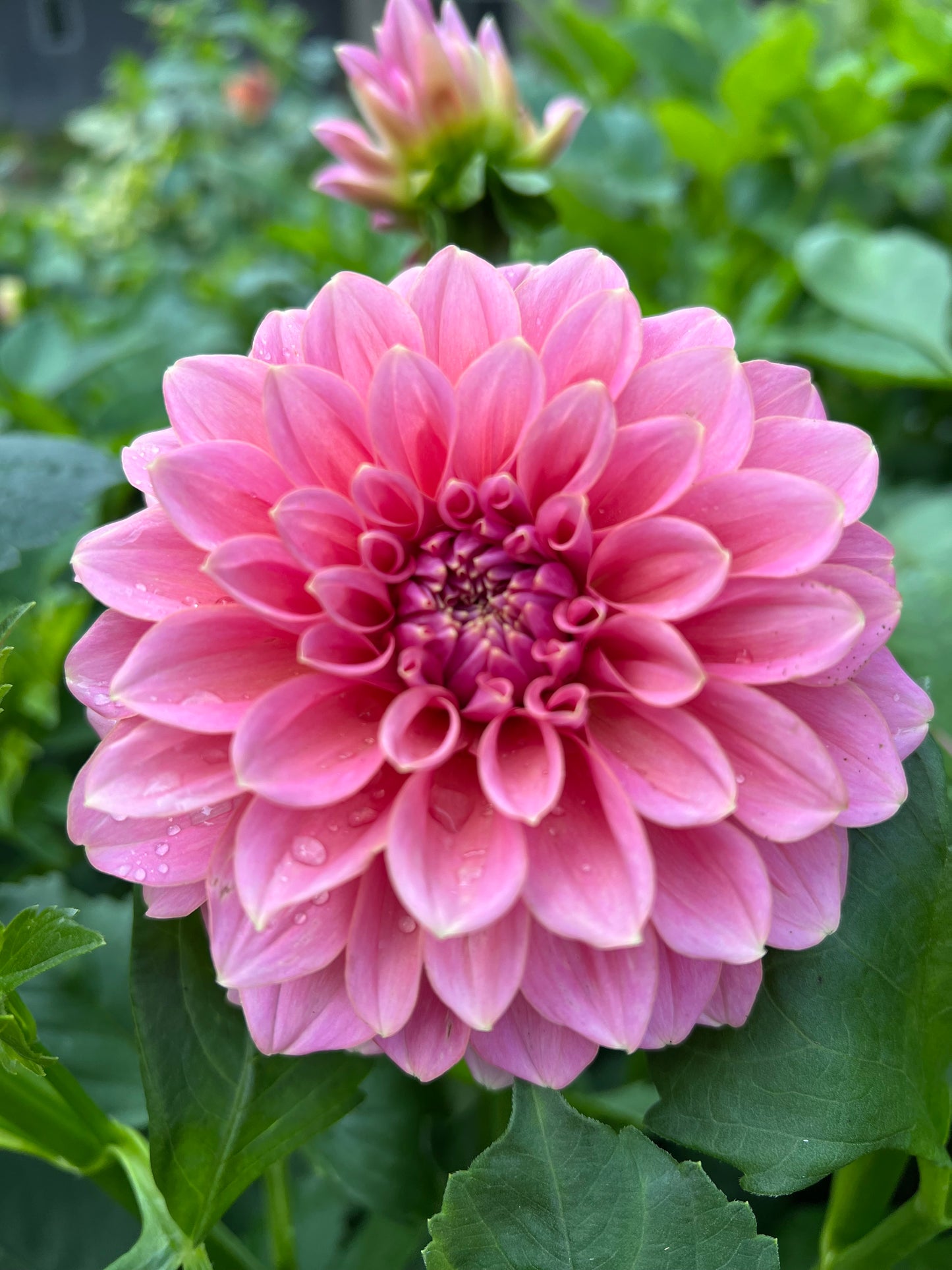 Lee's Mauva Guava