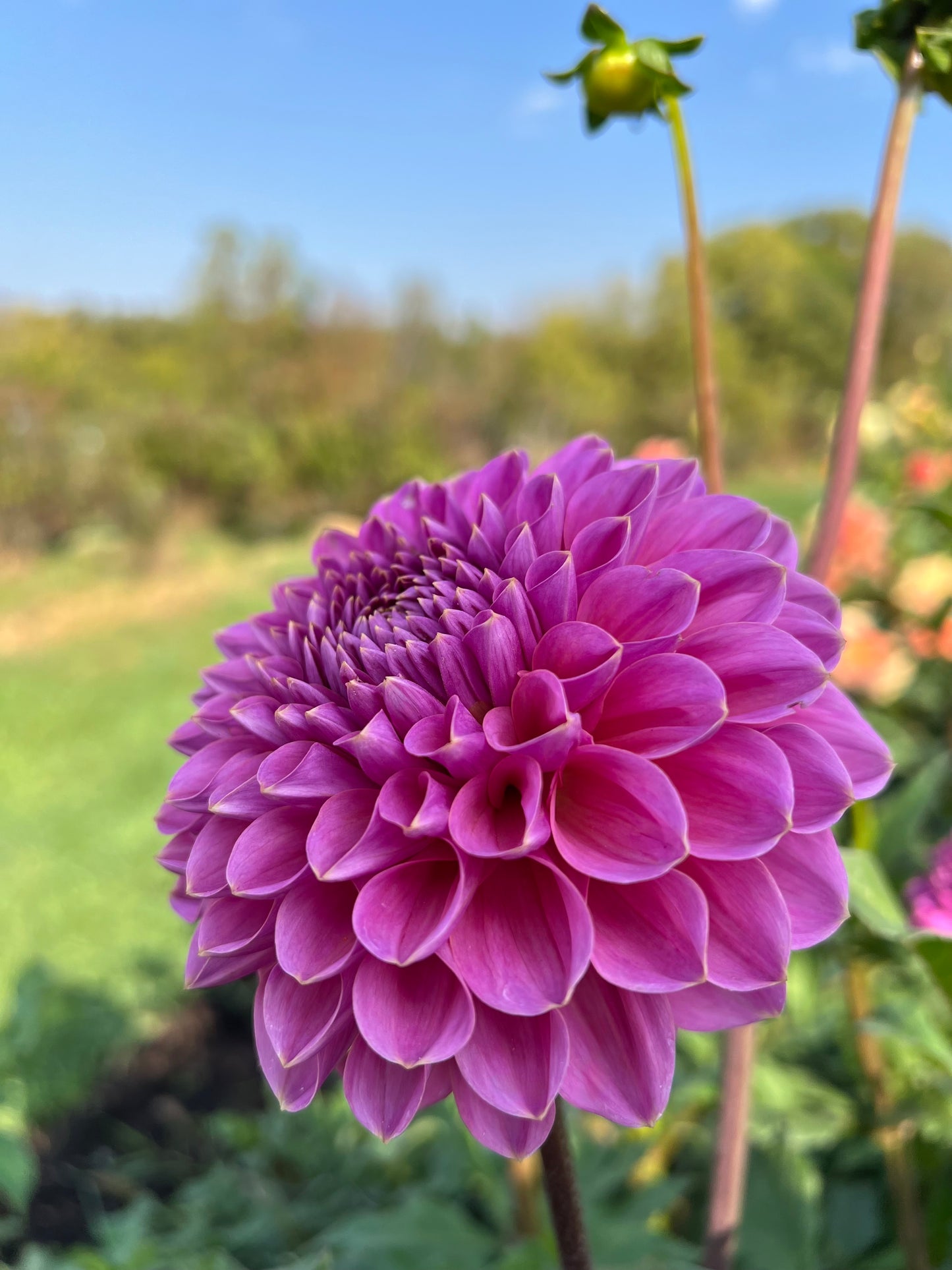 GC Pink Lemomade