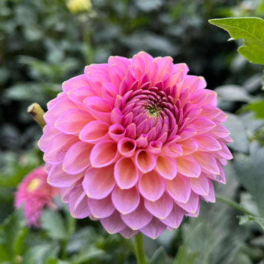 Westerton Pearl - Rooted Cutting