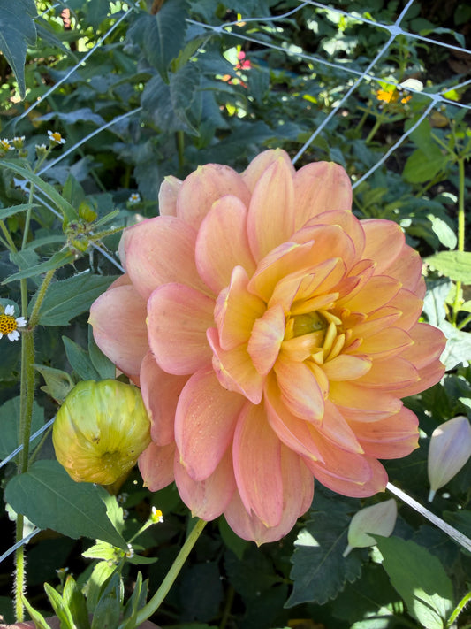 Hollyhill Honeygold