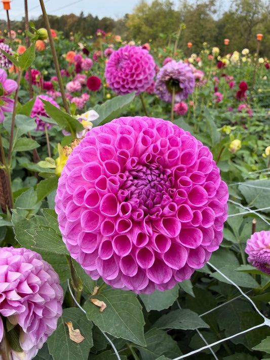 20th Ave Pure Prince