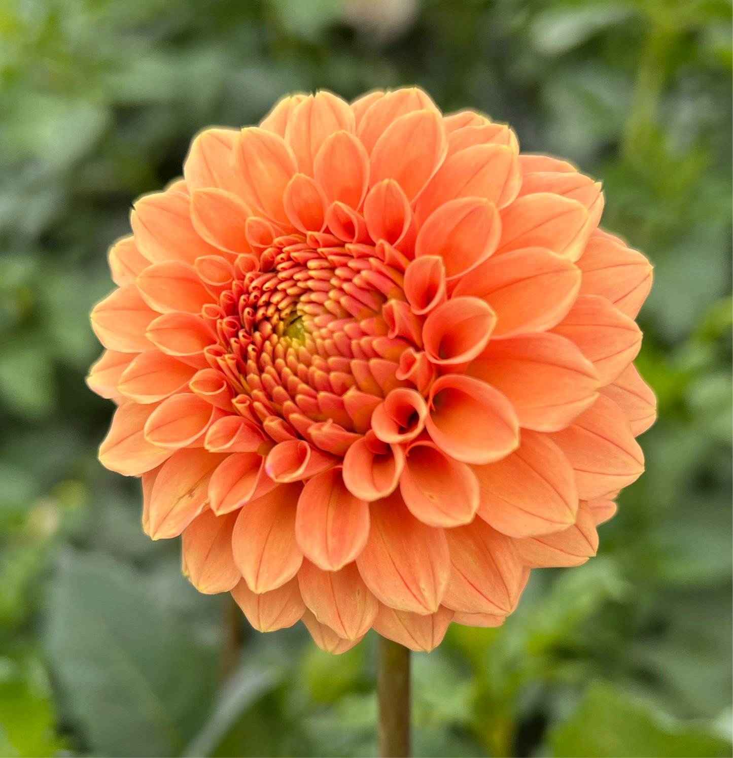 Rose Toscano