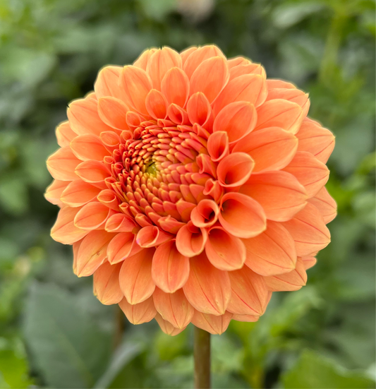 Rose Toscano