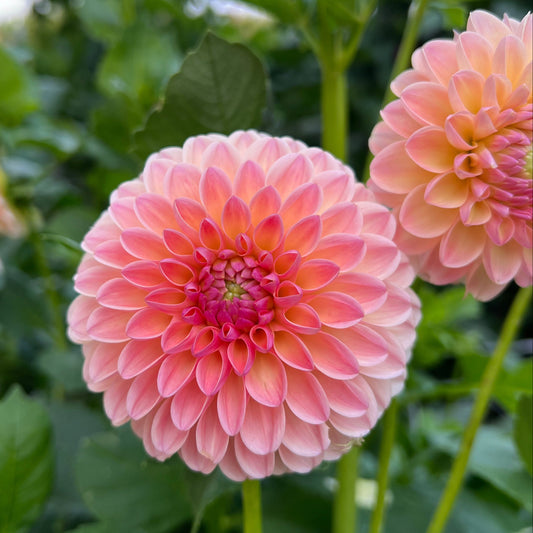 Hapet Salmon - Rooted Cutting