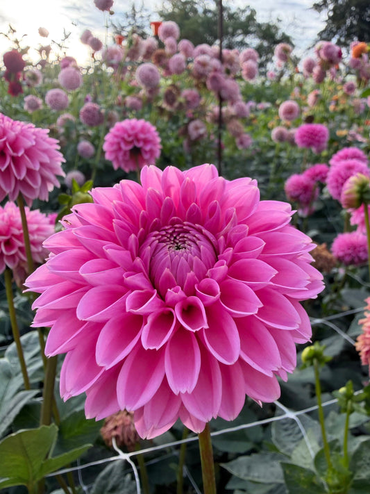 Pink Sylvia