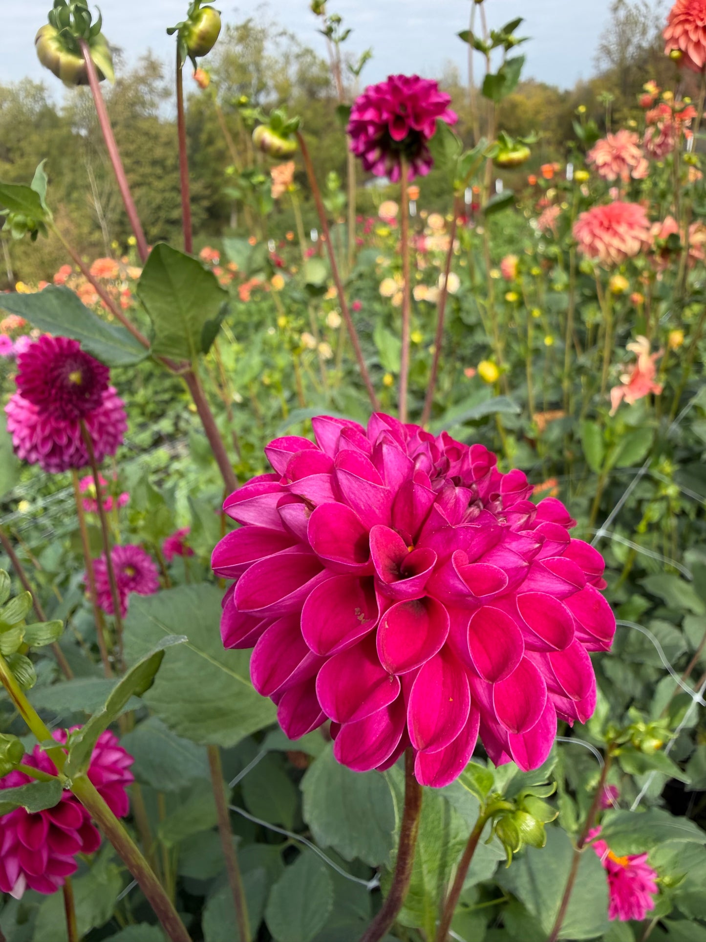 Bloomquist Refreshing