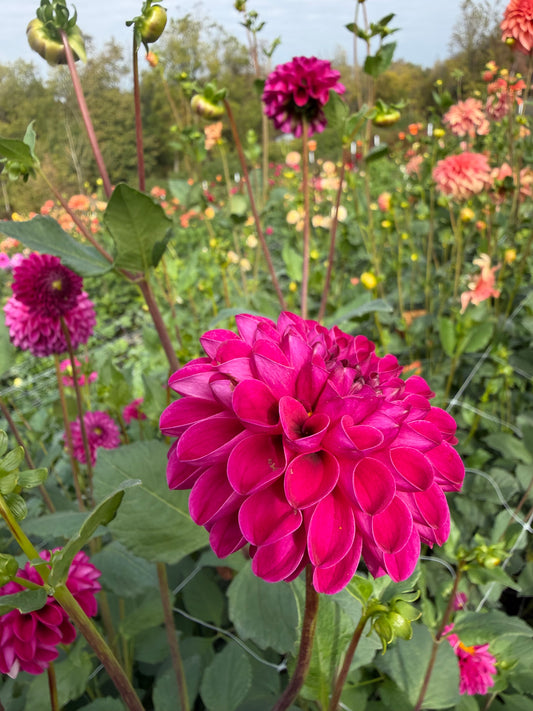 Bloomquist Refreshing