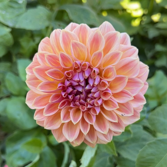 RM Summer Haze - Rooted Cutting