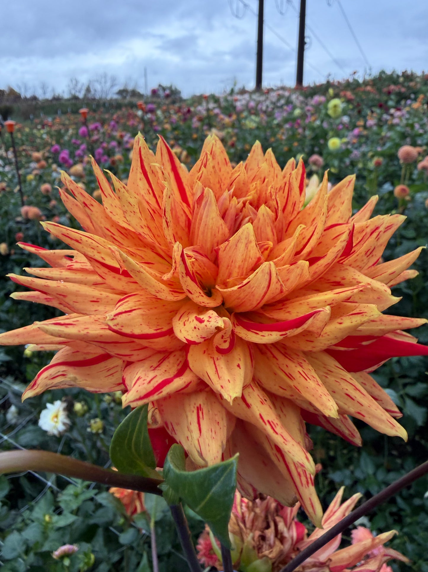 Sandia Tiger