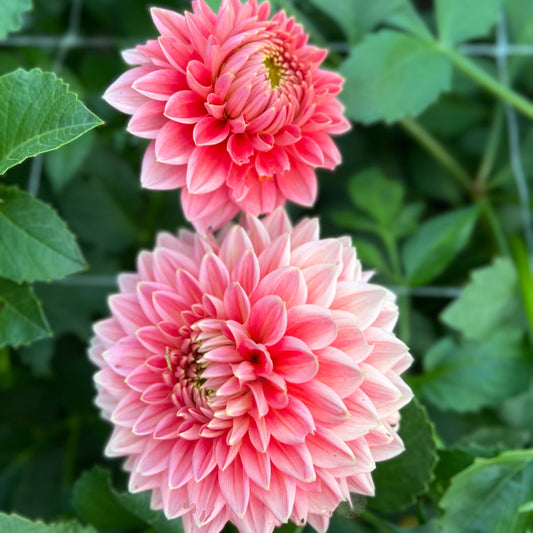 Lee's Persimmon - Rooted Cutting
