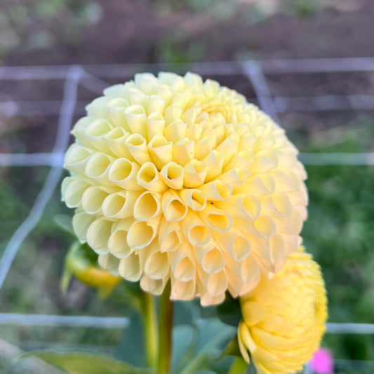 Irish Moon - Rooted Cutting