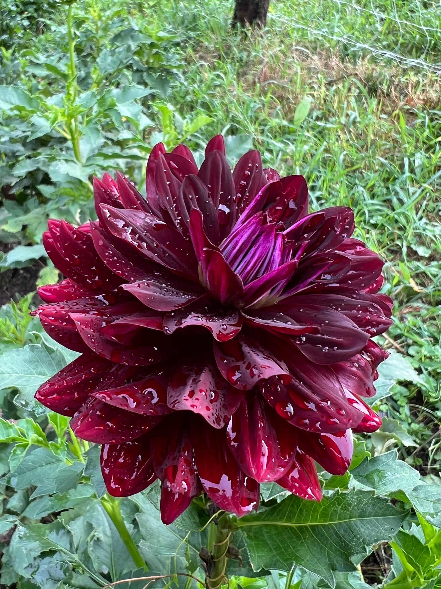 Hollyhill Black Beauty