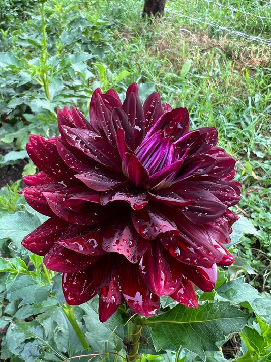 Hollyhill Black Beauty