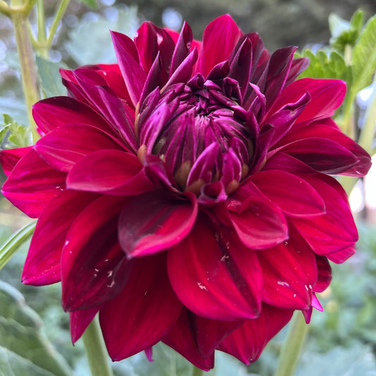 Bowser Alexandre Paul