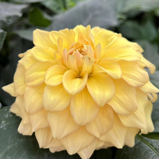 Hapet Cupid - Rooted Cutting