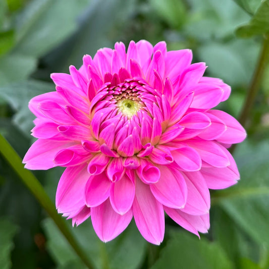 Pink Sylvia