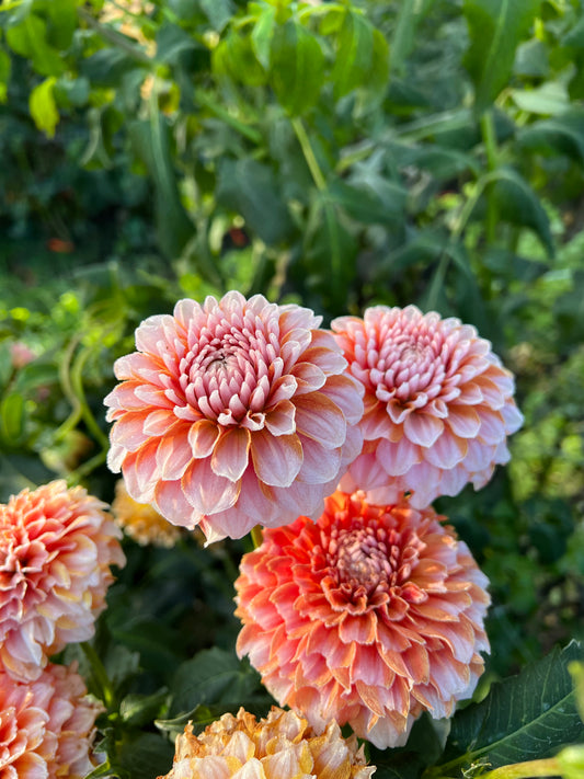 Tangerine Dream
