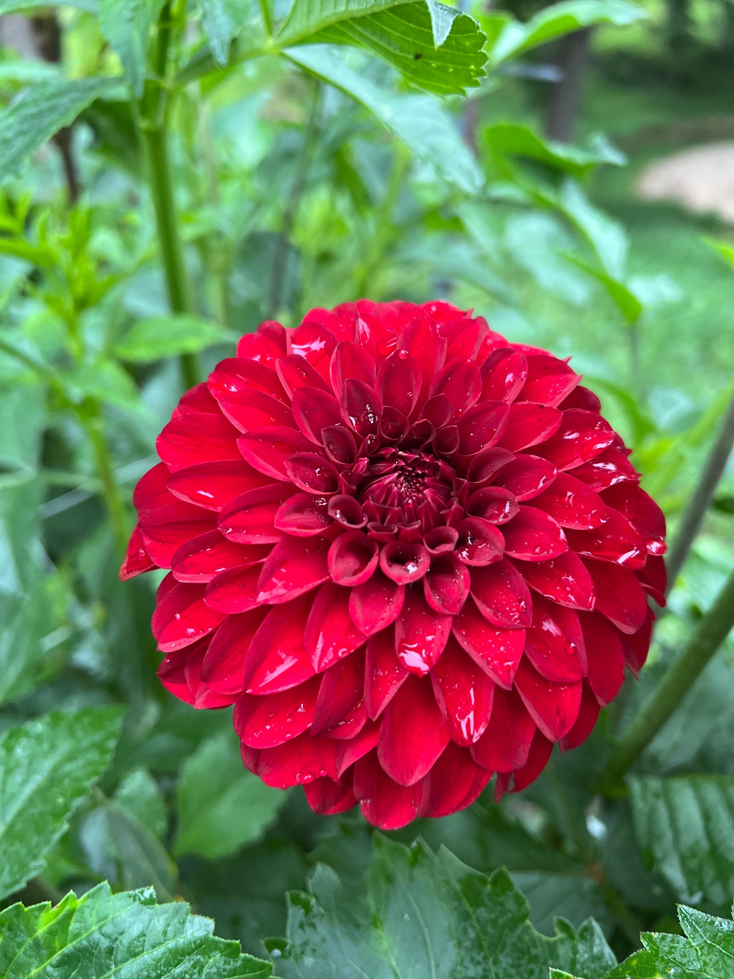 River's Cherry Bomb