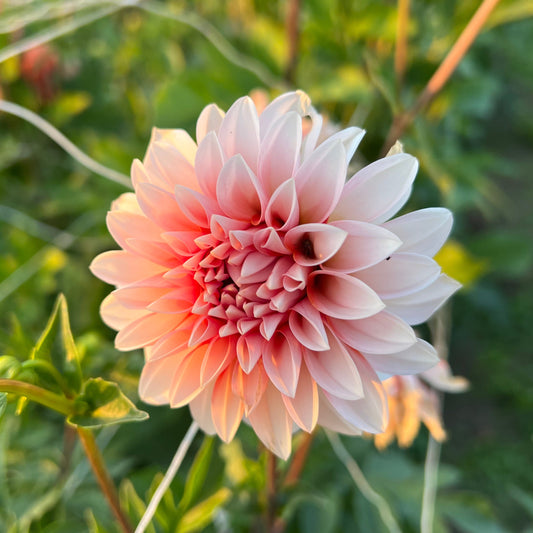 RM Baby Girl - Rooted Cutting